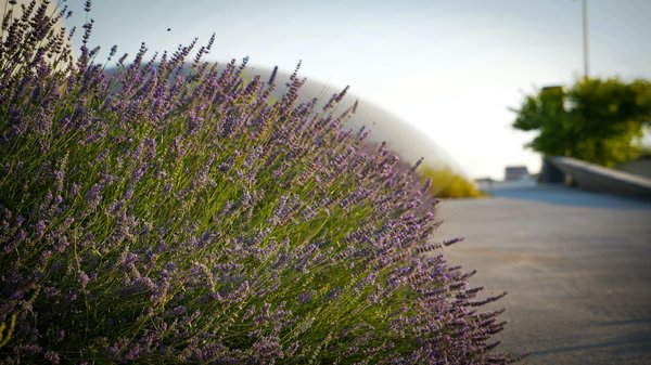 Aménagement paysager pour augmenter la valeur de votre propriété