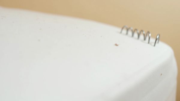 Comment vérifier si les punaises de lit ont réellement disparu ?
